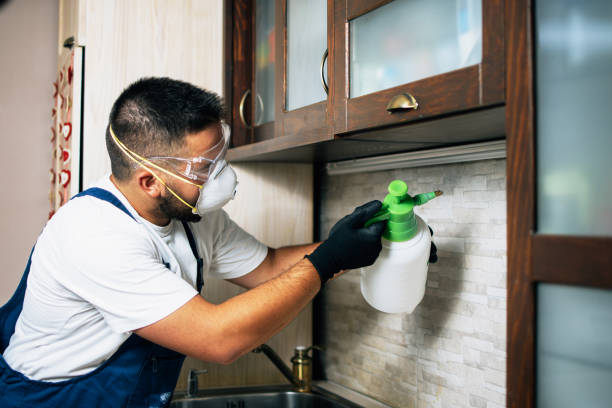 Best Wasp Removal Services  in Faison, NC
