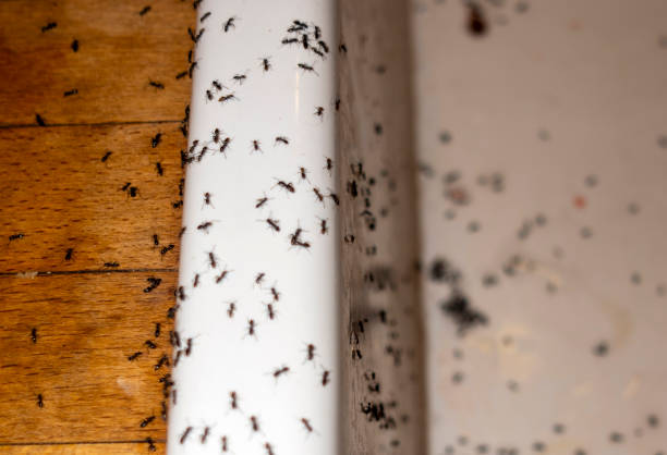 Best Commercial Pest Control Services  in Faison, NC